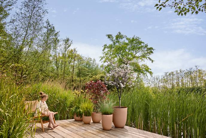 sereh high 30cm arcilla fría